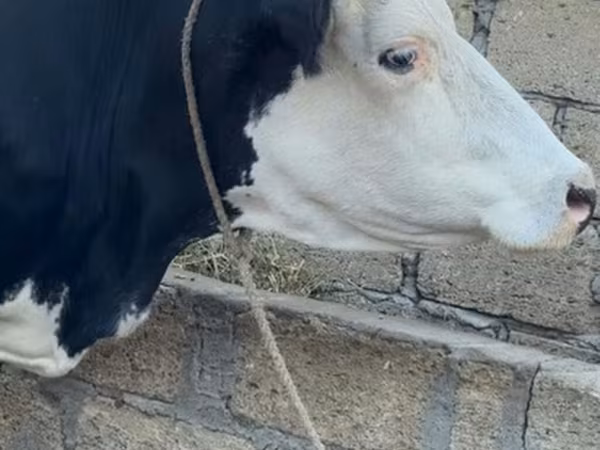 Krowa, Czerwonobiałe bydło