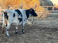Krava, Latvian Blue cattle — foto 6