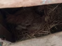 Chickens — foto 7