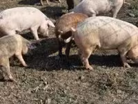 Cinghiale, Maiali — foto 8