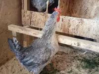 Chickens — Foto 4