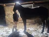 Жребец, New Altai Horse — снимка 1