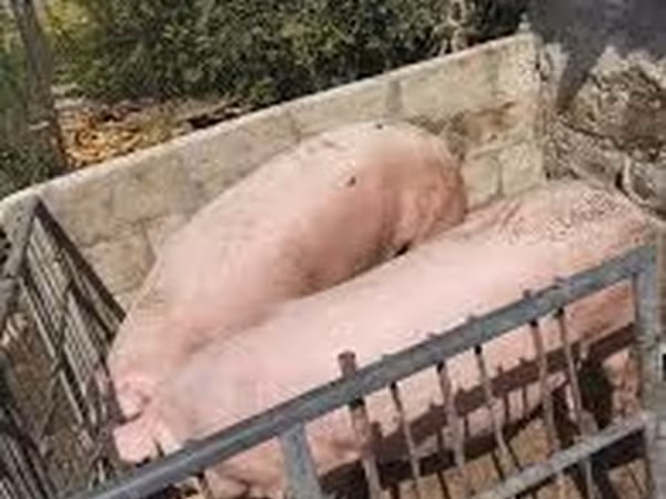 Boar, Pigs — Moldova
