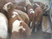 Buqa, Simmental cattle — 2-rasm