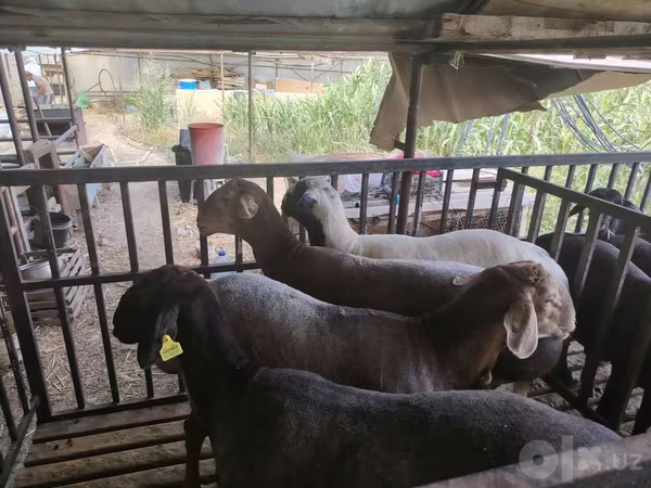 Beran, Ovce — Uzbekistán