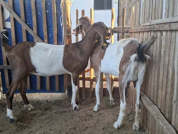 Koza, Nubian Goat