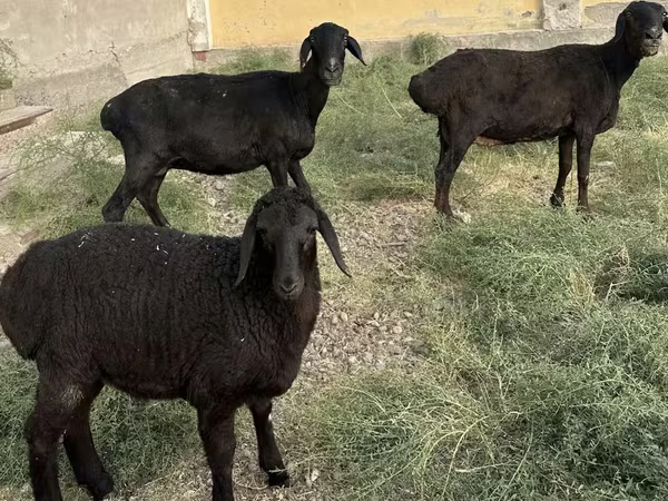 በግ, Sheep