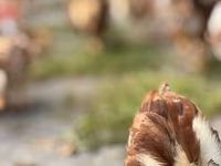 رود آیلند رد — عکس 6