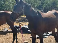 Klisna, Nonius horse — foto 8