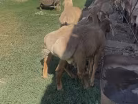 Beran, Arashan sheep — foto 2