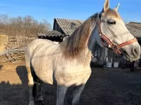 Hing, Nonius horse — 5. fotó