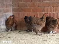 Brahma — foto 4