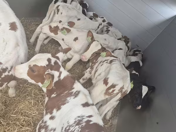 Toro, Simmental cattle