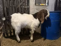 Kozel, Kamori goats — foto 1