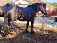 Faras, Horses — sawirka 1