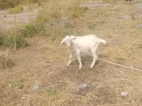 Kambing jantan, Goats — foto 2