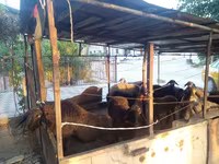 Kambing jantan, Sheep — foto 4