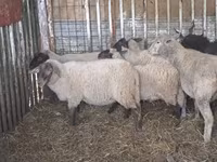 Schaf, Ile-de-France sheep — Foto 8