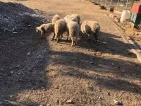 Модагӯсфанд, Гӯсфандон — акс 2