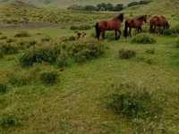 Faras, Kazakh horse — sawirka 7