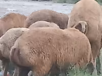 Pecore (lotto, sesso non specificato), Pecore — foto 3