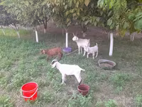 Koza, Alpine goat — zdjęcie 5