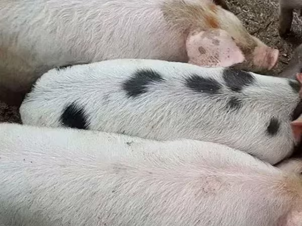 Sow, Pigs — Armenia