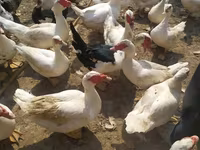 Ducks — fotografija 4