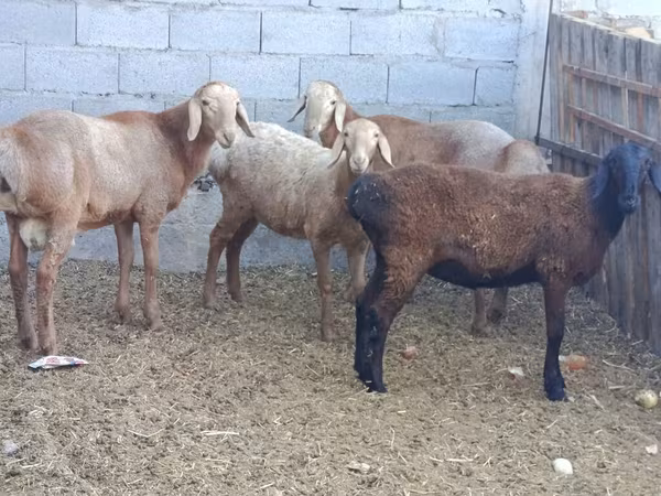 قوچ, گوسفند