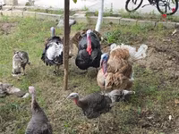 Turkeys — zdjęcie 5