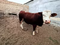 گاو نر, Simmental cattle — عکس 1