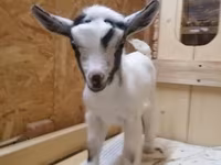 Koza, Australian Miniature goats — zdjęcie 2