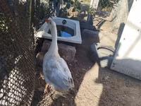 Geese — fotografija 2