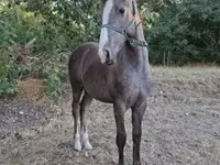 公马, Horses — 照片 6