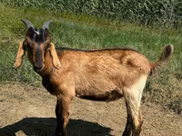 Buk, Nubian Goat — foto 1