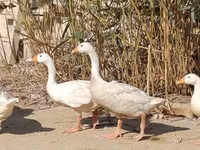 Geese — ፎቶ 2