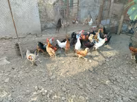 Chickens — Foto 6