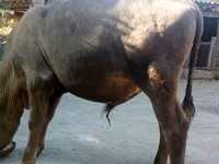 گاو نر, Swiss cattle — عکس 5