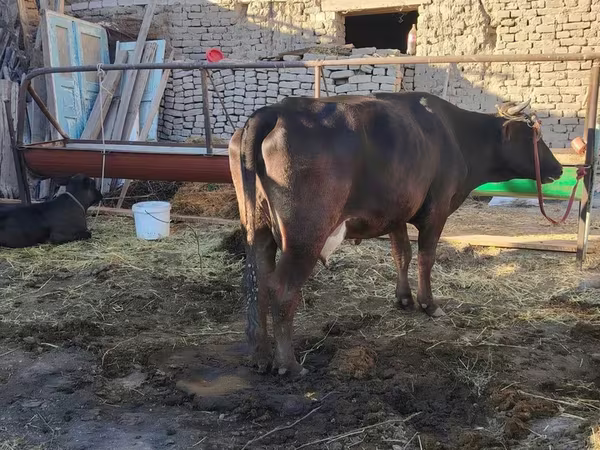 گاو ماده, Swedish red cattle