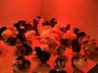 Chickens — ፎቶ 3
