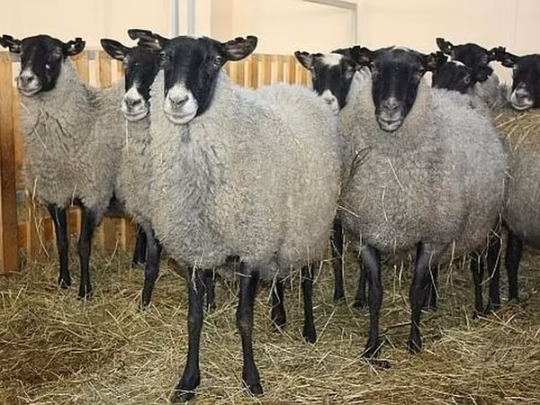 Ram, Baerchuke sheep — Kyrgyzstan