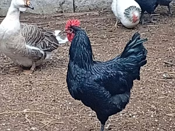 استرالیایی گیم