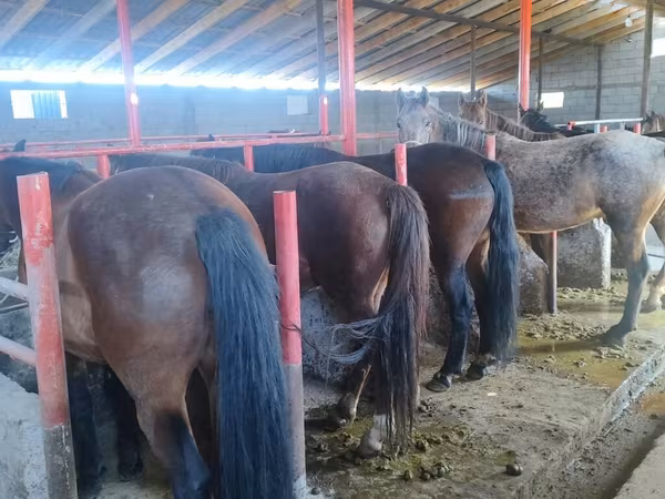 Pastuv, Kyrgyz Horse