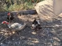 Ducks — sawirka 4