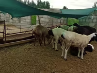Berbec, Hissar sheep — foto 2