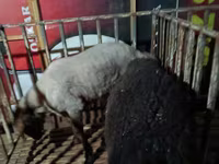 Berbec, Hissar sheep — foto 5