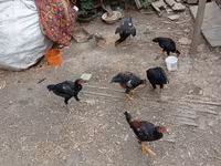 Chickens — عکس 6