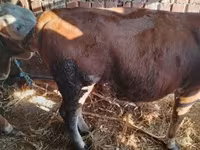 Bou, Simmental cattle — foto 8