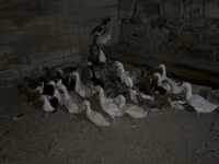 Geese — फ़ोटो 2
