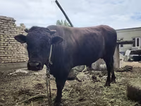 مویشی (گروپ، جنس مذکور نہیں), Russian Black pied cattle — تصویر 3